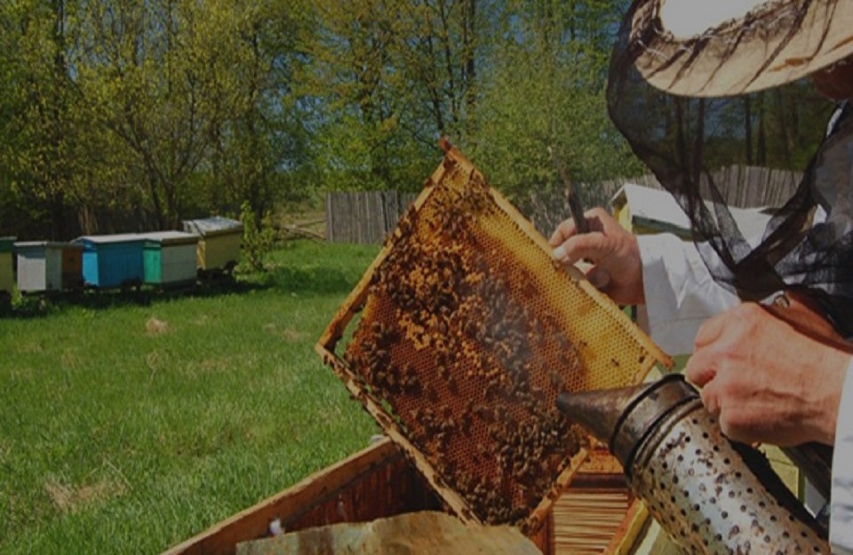 Hiraola's About Us Image